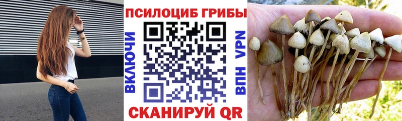 дарк нет Telegram Волосово Галлюциногенные грибы Magic Shrooms купить сайты